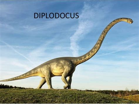 00 diplodocus