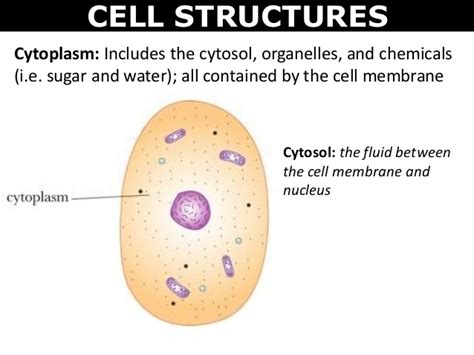 01 cell structures