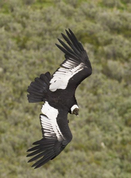 02376dt. Andean Condor Vultur gryphus Patagonian Chile Framed Photos