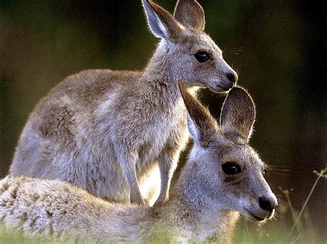 066 Animales Salvajes   conocimientos.com.ve: Fauna de Australia