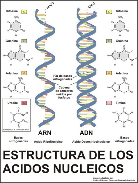 1.2.4 Ácidos Nucleicos   BQ 2015 2  HERNANDEZ MORALES PAOLA