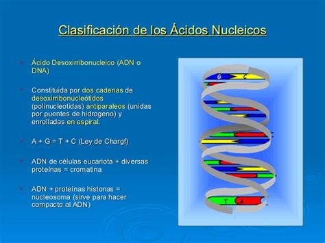 1. acidos nucleicos 2011
