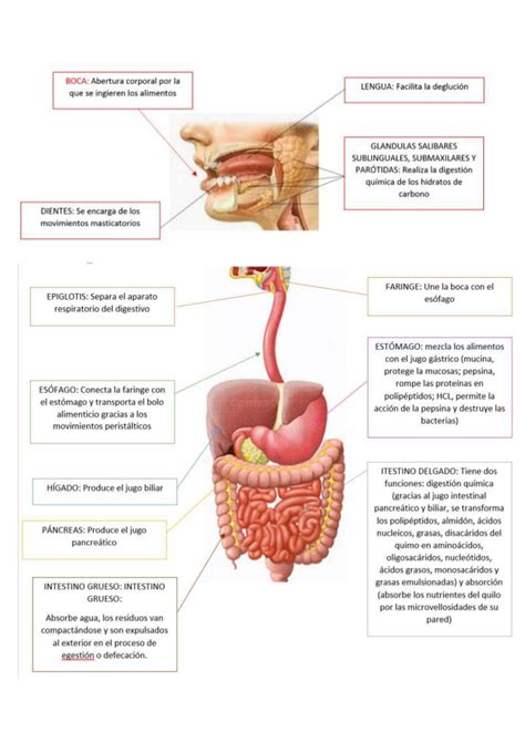 1 bach biologia esquema aparato digestivo