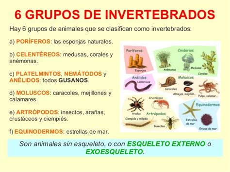 1ºESO: Los Invertebrados