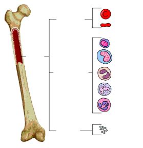 1: La médula ósea, en el adulto, produce todas las células sanguíneas ...