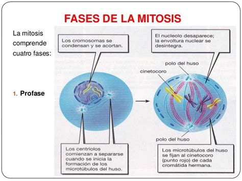 1 mitosis exposicion
