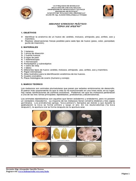 1. Objetivos: “Tipos De Huevo” | Huevo | Biología del desarrollo