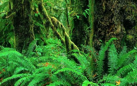 1 paisajes del bosque de la selva helechos plantas de ...