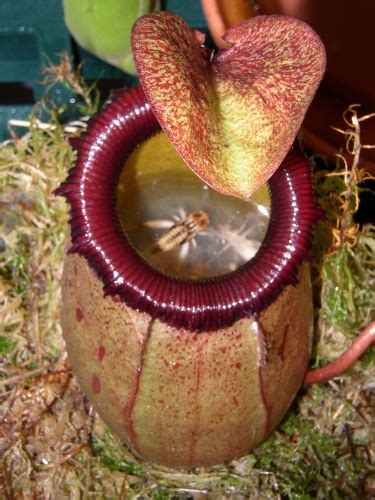 10 Amazing Carnivorous Plants From Around The World ...