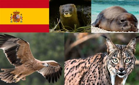 10 animales en peligro de extinción en España
