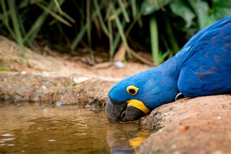 10 animales endémicos del Amazonas   Muy Interesante