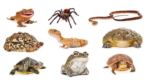 10 animales exóticos del grupo reptiles, anfibios y ...
