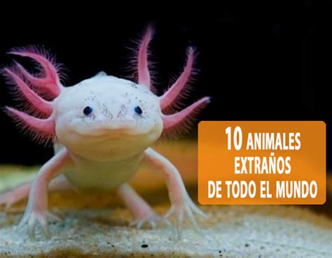 10 animales extraños de todo el mundo | Coyotitos