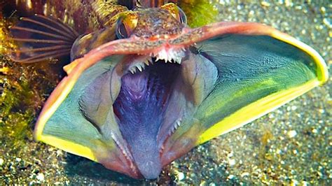 10 Animales extraños e increíbles del fondo del mar!   YouTube