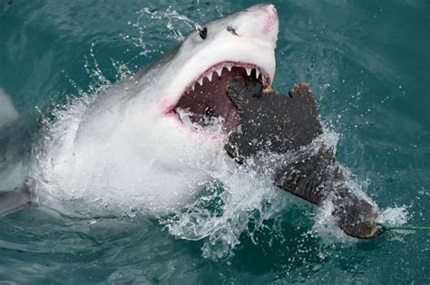 10 animales marinos más peligrosos   Nombres, fotos y VÍDEO