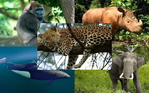 10 Animales Que Están En Peligro Crítico De Extinción   Animales de la ...