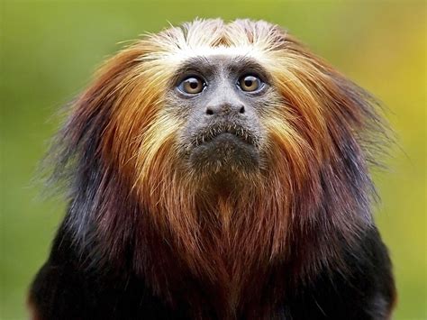 10 animales que solo existen en el Amazonas   Batanga