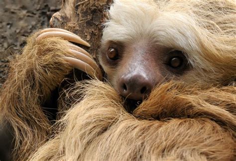 10 animales que solo existen en el Amazonas   VIX