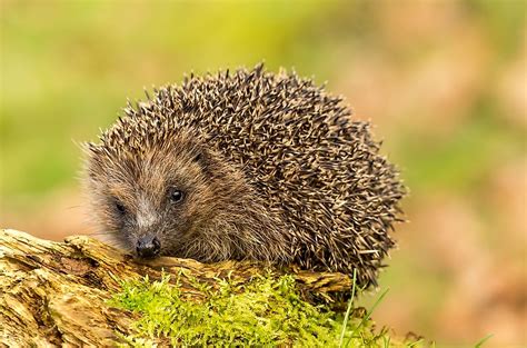 10 Animals Who Hibernate   WorldAtlas