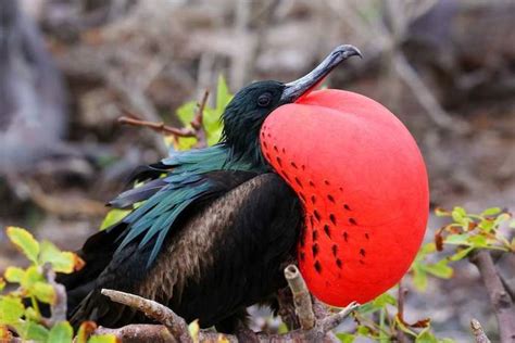 10 aves asombrosas y extrañas que deberías conocer