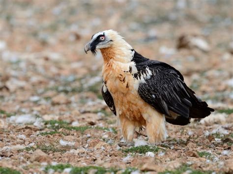10 aves en peligro de extinción   Mis Animales