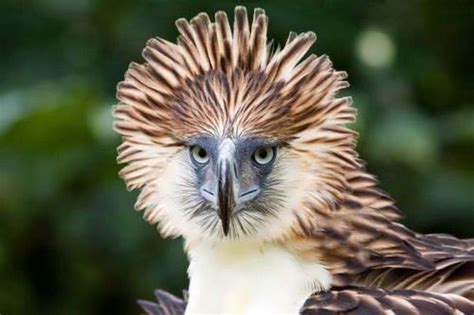 10 aves en peligro de extinción muy especiales | Ciencia y Biología
