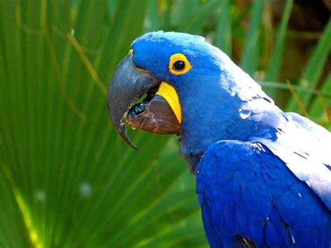 10 aves exóticas del Amazonas   Nombres y fotografías
