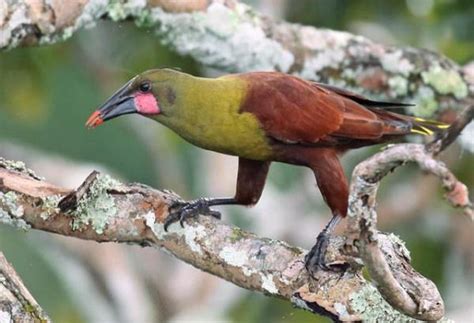 10 aves exóticas del Amazonas   Nombres y fotografías