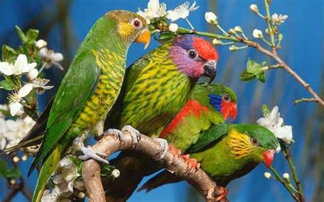 10 Aves exóticas sorprendentes del mundo