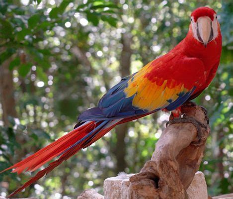10 aves hermosas en peligro de extinción   ¡Cuidemos el planeta!