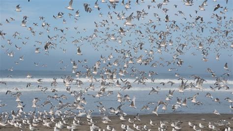 10 aves marinas que puedes encontrar en la costa del Perú