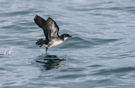 10 aves marinas que puedes encontrar en la costa del Perú   Oceana Peru