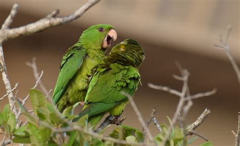 10 Aves Mexicanas Que Son Fabulosas   Especies endemicas de Mexico ...