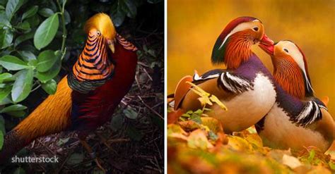 10 Aves que destacan por ser únicas en la naturaleza ...