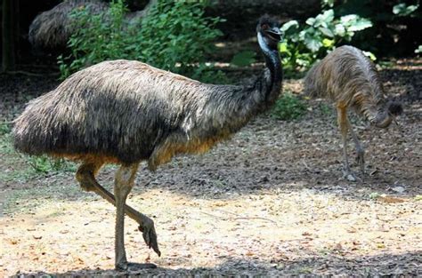 10 AVES que NO VUELAN   ejemplos, información y FOTOS