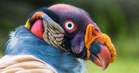 10 aves que parecem mais extra terrestres do que animais