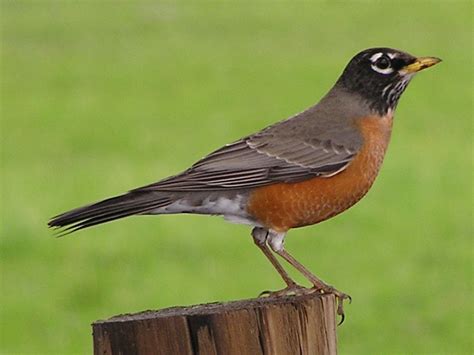 10 aves que puedes encontrar en la CDMX – Plantando con Causa