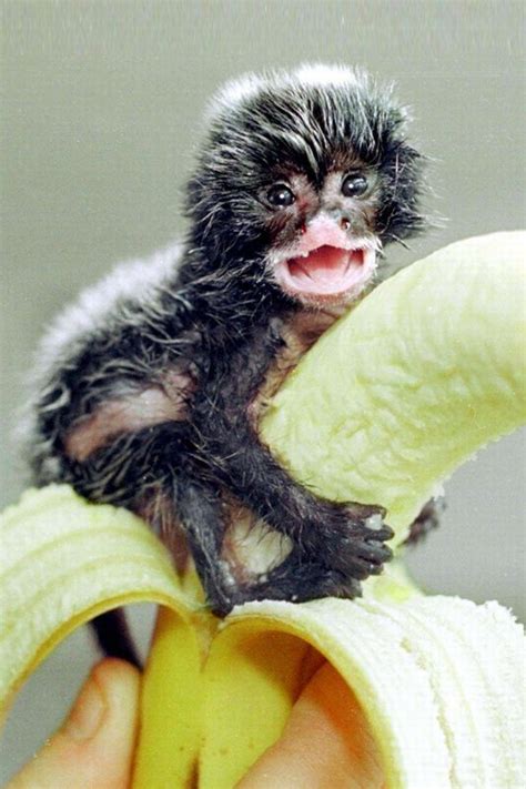 10 Best images about It s Bananas! on Pinterest | Jonathan ...
