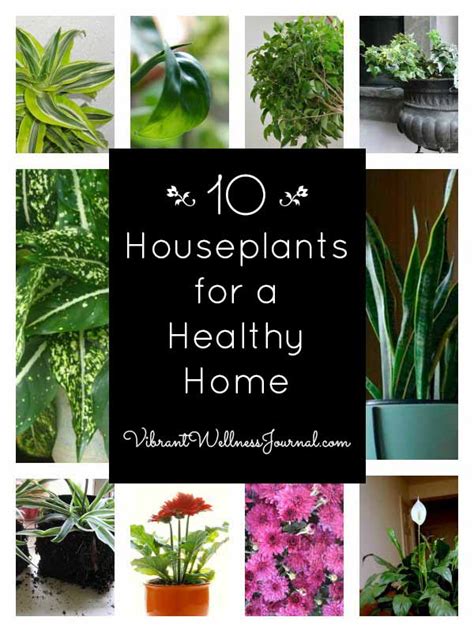 10 Best Indoor Plants for a Healthy Home