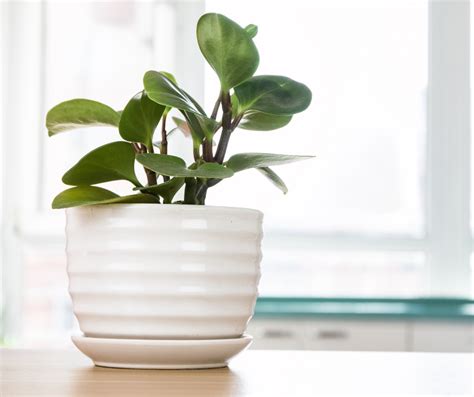 10 Best Plants For Home Office Feng Shui In 2021| Home Office Sutra