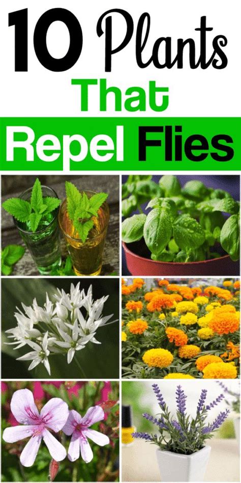 10 Best Plants that Repel Flies and Other Bugs Naturally ...