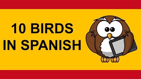 10 Birds Pajaros Aves in Spanish tutorial   YouTube
