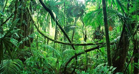 10 Características de la Selva