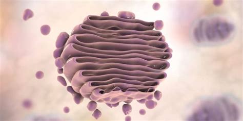 10 Características del Aparato de Golgi