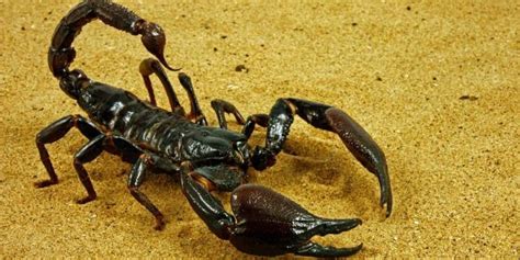 10 Características del Escorpión