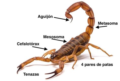 10 Características del Escorpión
