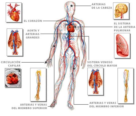10 Características del Sistema Circulatorio