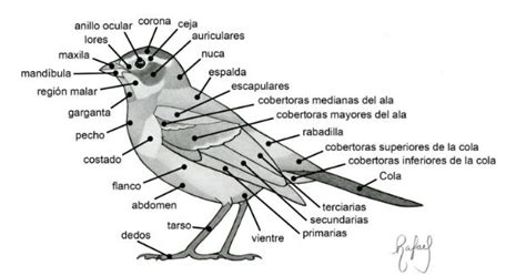 10 consejos básicos para observar aves | Terra Peninsular