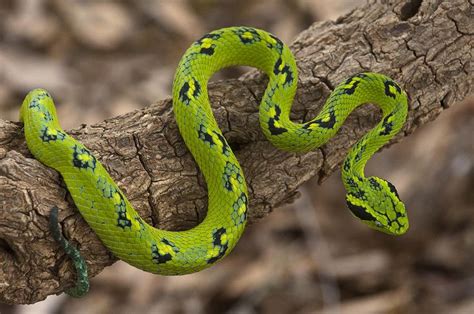 10 Cool Poisonous Animals Bothriechis aurifer, Yellow ...
