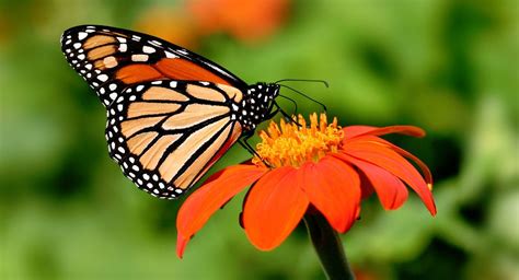 10 cosas que debes saber de la mariposa monarca   Revista ...